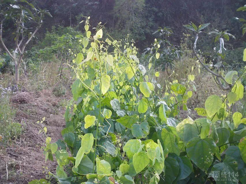 【广西赤苍藤销售价格_广西赤苍藤销售厂家】- 