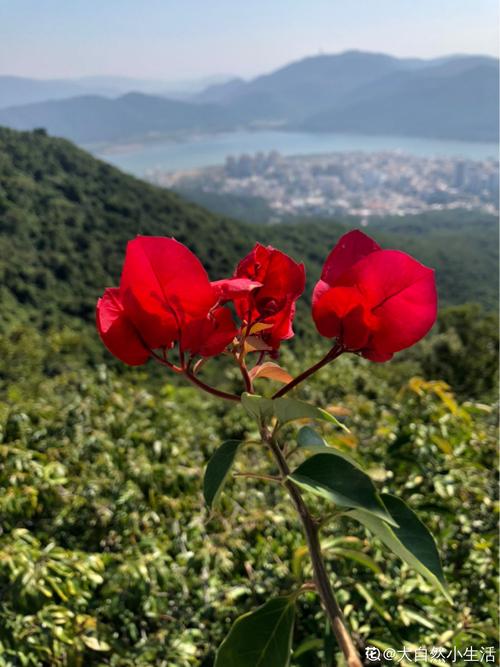 过年了!来一波喜庆的.三亚的花